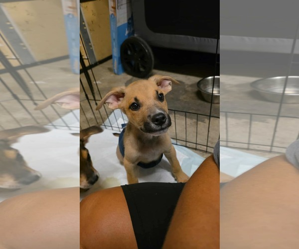Medium Photo #2 Rat-Cha Puppy For Sale in Columbus, IN, USA