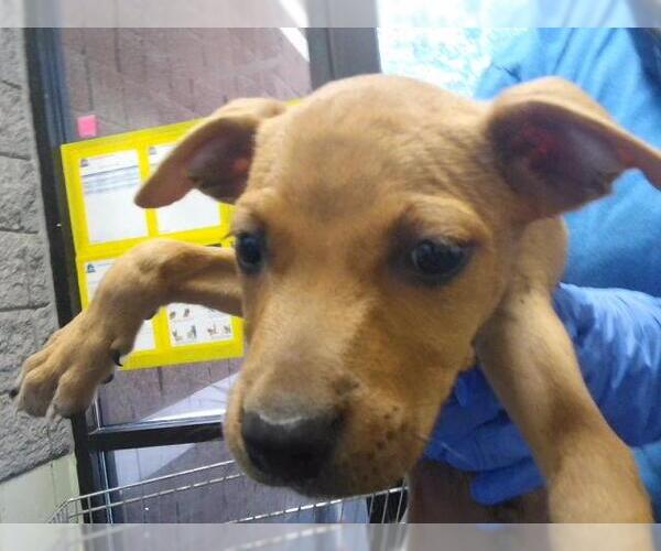 Medium Photo #1 Mutt Puppy For Sale in Tulsa, OK, USA