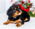 Small Photo #18 Cavalier King Charles Spaniel Puppy For Sale in WAKARUSA, IN, USA