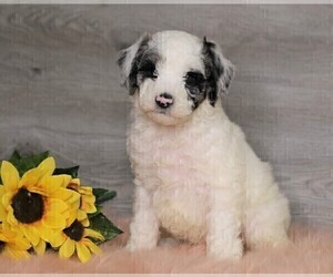 Poodle (Standard) Puppy for sale in FREDERICKSBG, OH, USA