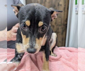 Chihuahua-Unknown Mix Dogs for adoption in Chico, CA, USA