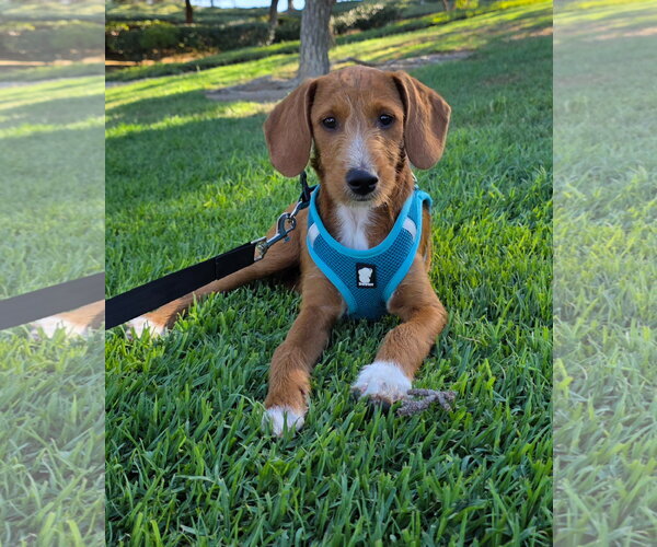Medium Photo #1 Beagle Puppy For Sale in Menifee, CA, USA
