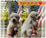 Small #2 Labrador Retriever