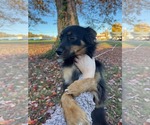 Small #2 Australian Shepherd Mix