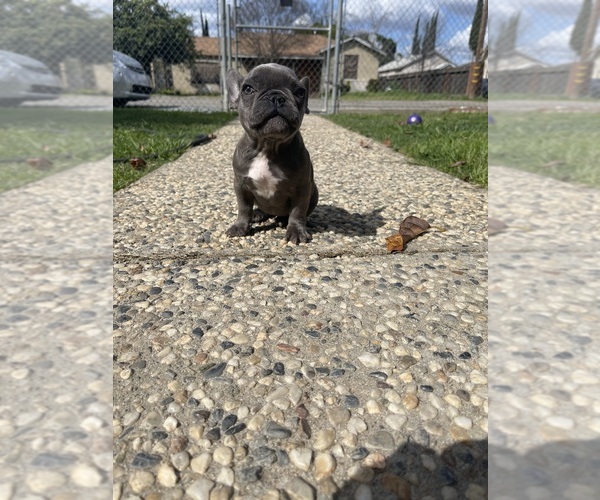Medium Photo #3 French Bulldog Puppy For Sale in MODESTO, CA, USA