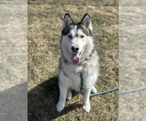 Siberian Husky-Unknown Mix Dogs for adoption in Aurora, IL, USA