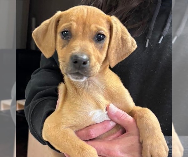 Medium Photo #4 Beagle-Unknown Mix Puppy For Sale in Rustburg, VA, USA