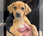 Small #3 Beagle Mix