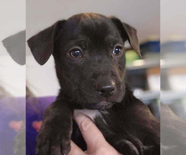 Medium Photo #1 Mutt Puppy For Sale in Candler, NC, USA