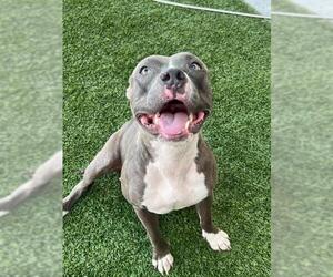 American Pit Bull Terrier-Unknown Mix Dogs for adoption in Baytown, TX, USA
