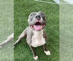 Small American Pit Bull Terrier Mix