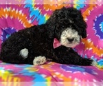Small Photo #5 Sheepadoodle Puppy For Sale in LANCASTER, PA, USA