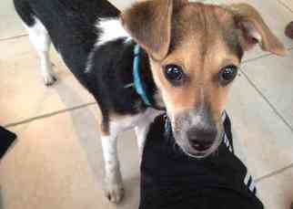 Jack Russell Terrier Dogs for adoption in SILVER SPRING, MD, USA