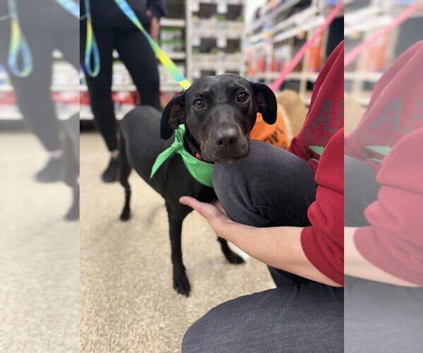 Medium Photo #10 American Foxhound-Unknown Mix Puppy For Sale in Brewster, NY, USA