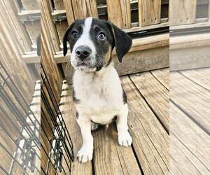 Australian Shepherd-Catahoula Leopard Dog Mix Dogs for adoption in Chicago, IL, USA
