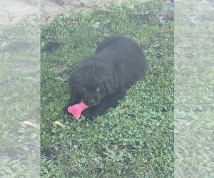 Newfoundland-Saint Bernard Mix Puppy for sale in SPARTA, WI, USA