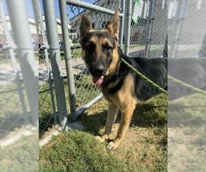 German Shepherd Dog Dogs for adoption in Corpus Christi, TX, USA