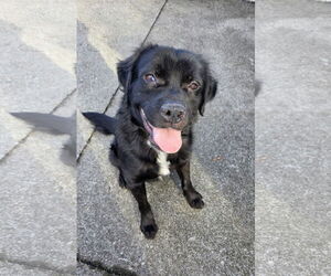 Mutt Dogs for adoption in Rockaway, NJ, USA