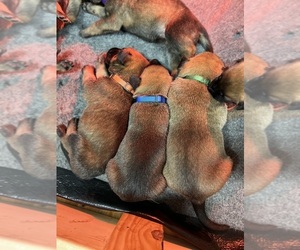 Belgian Malinois Puppy for sale in CONYERS, GA, USA