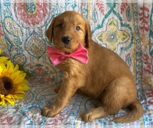 Golden Retriever Puppy for sale in LANCASTER, PA, USA