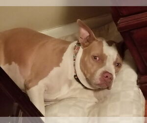 Mutt Dogs for adoption in Abbeville, LA, USA