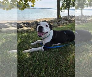 Mutt Dogs for adoption in Rustburg, VA, USA