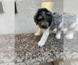 Medium Bernedoodle