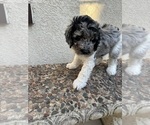 Puppy Osito Bernedoodle