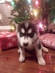 Small Photo #1 Siberian Husky Puppy For Sale in CLAYTON, SD, USA