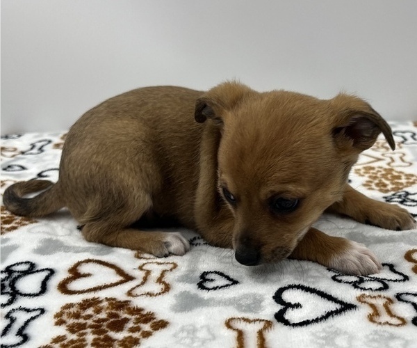 Medium Photo #17 Jack Chi Puppy For Sale in SAINT AUGUSTINE, FL, USA