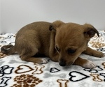Small Photo #17 Jack Chi Puppy For Sale in SAINT AUGUSTINE, FL, USA