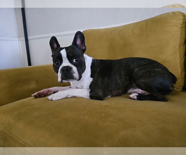 Medium Photo #9 Boston Terrier Puppy For Sale in Little Elm, TX, USA