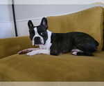 Small #8 Boston Terrier