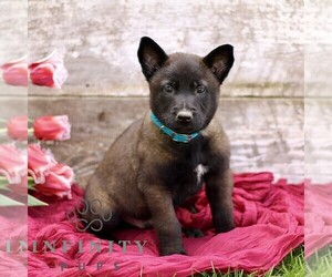 Belgian Malinois Puppy for sale in RONKS, PA, USA