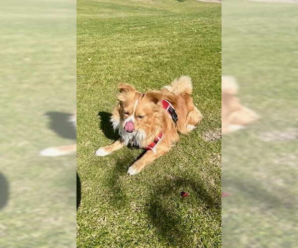 Medium Photo #3 Pomeranian-Unknown Mix Puppy For Sale in Mesa, AZ, USA