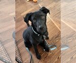 Small Photo #9 Labrador Retriever-Unknown Mix Puppy For Sale in Farmington, MN, USA