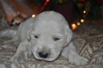 Small Photo #9 Golden Retriever Puppy For Sale in TOONE, TN, USA
