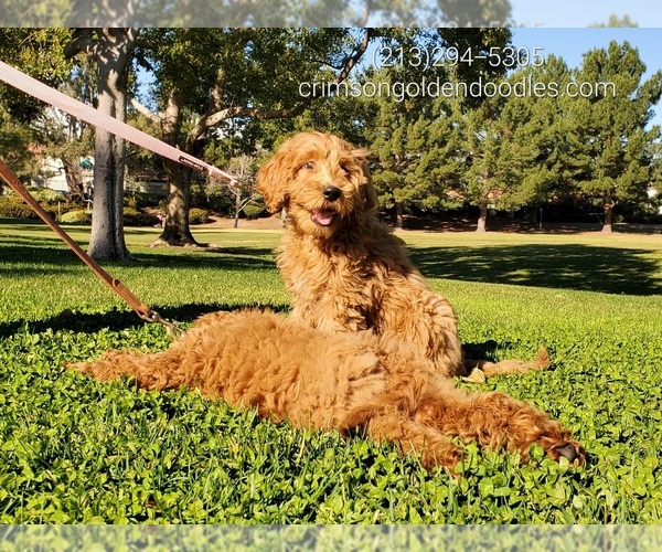 Medium Photo #3 Goldendoodle Puppy For Sale in BREA, CA, USA