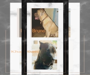 Mother of the Cane Corso puppies born on 10/25/2023