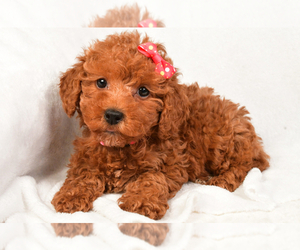 Poodle (Miniature) Puppy for sale in LOWELL, MA, USA