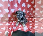 Small #3 French Bulldog