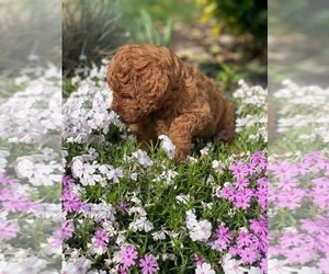 Goldendoodle (Miniature) Puppy for sale in CHESAPEAKE, VA, USA