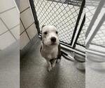 Small Parson Russell Terrier Mix