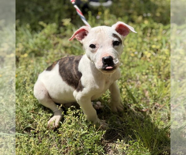 Medium Photo #3 Boxer Puppy For Sale in Yardley, PA, USA