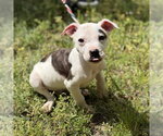 Small #2 Boxer