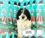 Puppy 1 Cockapoo