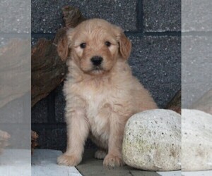 Goldendoodle Puppy for sale in FREDERICKSBURG, OH, USA