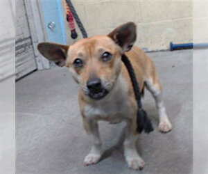 Chihuahua Dogs for adoption in Downey, CA, USA