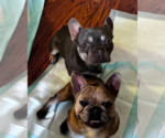 Small #2 French Bulldog