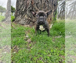Boston Terrier-Faux Frenchbo Bulldog Mix Puppy for sale in INDIANAPOLIS, IN, USA